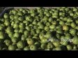 Pears in Bin 2 989